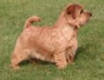 NORFOLK TERRIER