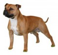 STAFFORDSHIRE BULL TERRIER