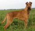 TERRIER IRLANDES