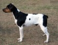 TERRIER BRASILEIRO