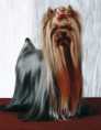 YORKSHIRE TERRIER