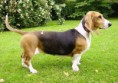 BASSET ARTESIANO NORMANDO