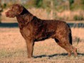 CHESAPEAKE BAYRETRIEVER