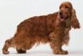 COCKER SPANIEL INGLES