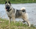 ELKHOUND NORUEGUES CINZA