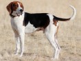 FOXHOUND AMERICANO