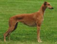 GREYHOUND