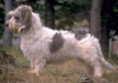 PETIT BASSET GRIFFON VENDÉEN