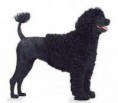 CÃO D´ÁGUA PORTUGUES