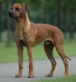 RHODESIAN RIDGEBACK