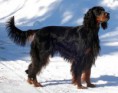 SETTER GORDON