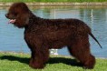 SPANIEL D'ÁGUA IRLANDÊS