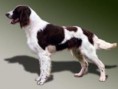 SPANIEL FRANCES