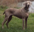 WEIMARANER