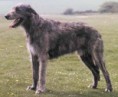 WOLFHOUND IRLANDES