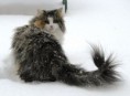NORWEGIAN FOREST CAT