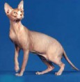 SPHYNX