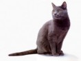 CHARTREUX